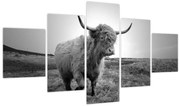 Obraz - Szkocka krowa, czarno - biały (125x70 cm)