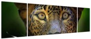 Obraz - Portret lamparta, Sri Lanka (170x50 cm)