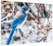 Obraz - Zimowy ptaszek (70x50 cm)