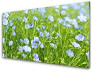 Panel Kuchenny Kwiaty Trawa Roślina Natura