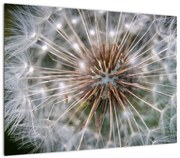 Obraz dmuchawca (70x50 cm)