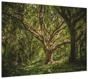 Obraz drzewa (70x50 cm)