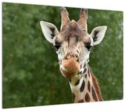 Obraz żyrafy (70x50 cm)