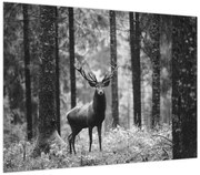 Obraz - Jeleń w lesie 2, czarno - biały (70x50 cm)