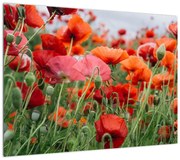 Obraz pola maków (70x50 cm)