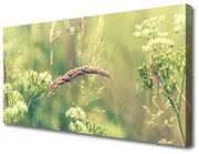 Obraz Canvas Dzikie Rośliny Natura