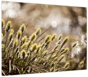 Obraz - Zieleń (70x50 cm)