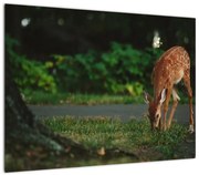 Wizerunek jelonka (70x50 cm)