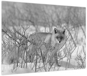 Obraz - Lis, czarno - biały (70x50 cm)