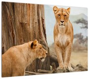Obraz - dwie lwice (70x50 cm)