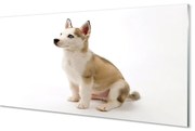 Obraz na szkle Siedzący mały pies