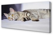Obraz na płótnie Leżący kot