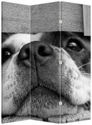 Parawan - Pies (126x170 cm)