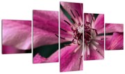 Obraz różowego kwiatu powojnika (125x70 cm)