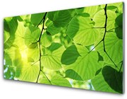 Panel Szklany Liście Natura Roślina