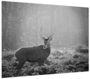 Obraz - Jeleń w lesie, czarno - biały (70x50 cm)