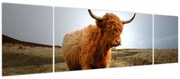 Obraz szkockiej krowy (170x50 cm)