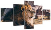 Obraz leżącego lwa (125x70 cm)