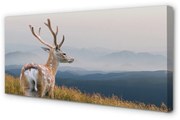 Obraz na płótnie Jeleń góry
