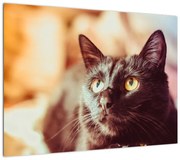 Obraz czarnego kota (70x50 cm)