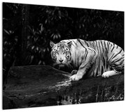 Obraz - Tygrys albinos, czarno - biały (70x50 cm)