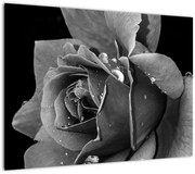 Obraz róży - czarno - biały (70x50 cm)