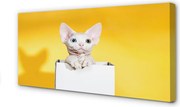Duży obraz na płótnie Spokojnie Siedzący Kot
