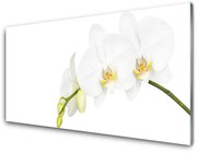 Obraz Akrylowy Kwiaty Roślina Natura