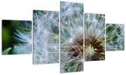 Obraz przekwitniętego dmuchawca (125x70 cm)