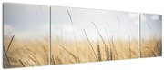 Obraz ziarna (170x50 cm)