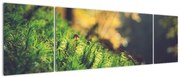 Obraz mchu z grzybem (170x50 cm)