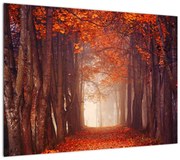 Obraz - Jesienny las (70x50 cm)