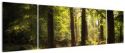 Obraz sennego lasu (170x50 cm)