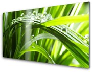 Panel Szklany Trawa Rosa Krople Roślina