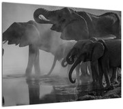 Obraz słoni - czarno - biały (70x50 cm)