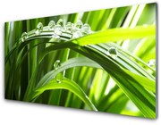 Panel Szklany Trawa Woda Krople Natura
