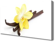 Obraz Canvas Wanilia Roślina Przyroda