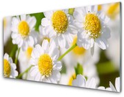 Panel Szklany Kwiaty Stokrotka Natura