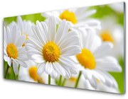 Panel Szklany Stokrotki Roślina Natura