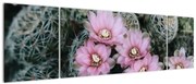 Obraz kwiatu kaktusa (170x50 cm)