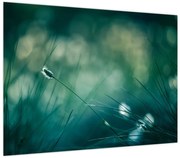Obraz - Szczegół trawy (70x50 cm)