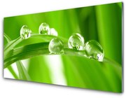 Panel Kuchenny Liście Natura Roślina