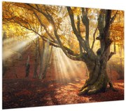 Obraz - Jesienny świt (70x50 cm)