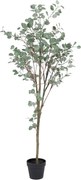 Sztuczny eukaliptus (wysokość 180 cm) Eucalyptus – Ixia