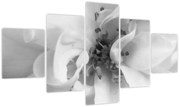 Obraz - Kwiat, czarno - biały (125x70 cm)