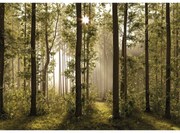 Fototapeta XXL Forest 360 x 254 cm, 4 części