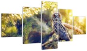 Obraz sowy na drzewie (125x70 cm)