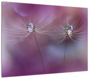 Obraz kropelek na puchu (70x50 cm)