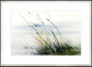 Obraz Trawy, Seria Wodna