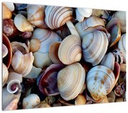 Obraz muszelek (70x50 cm)